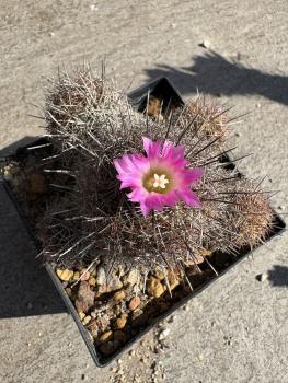 Coryphantha pseudoechinus